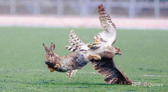 鹰属什么生肖？鹰摆件不适合哪些生肖？