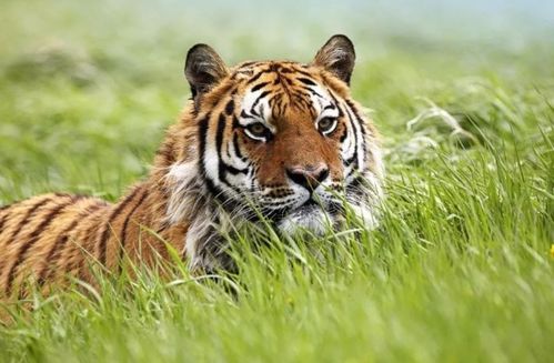 九月出生属虎的人命运如何，这个月份的虎有何特殊含义？