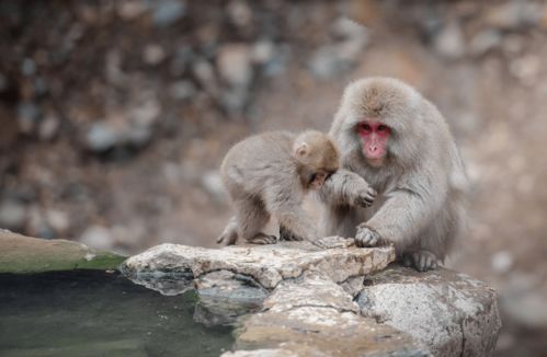 隔岸观火打一最佳生肖是什么？指的是哪种动物？