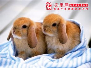 孕妇梦见一对兔子预示着什么？