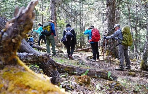 “人参跑山”的传统医学与民俗学阐释