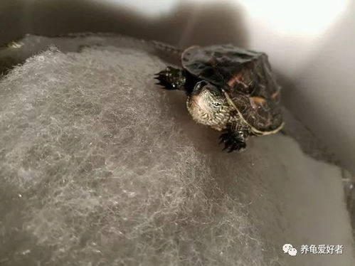 4．南部或其他位置：绿植搭配
