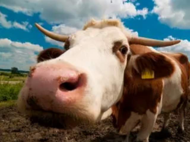 三、 未丑相冲的影响：潜在风险与应对策略