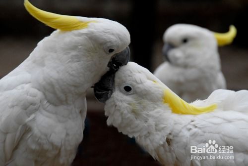 四、葵花凤头鸠（Sun Conure）