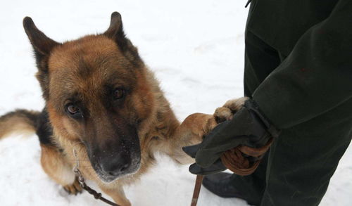 2026年对1946年出生的属狗人是否会有特别挑战，他们何时会迎来人生中最顺遂的时期？