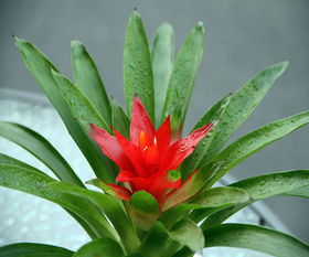 5. 紅掌（學名：Anthurium andraeanum）——紅色喜慶與金黃中心互補