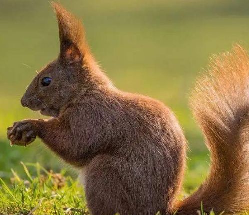 属鼠女生和哪个属相最般配？送属鼠女生礼物有何寓意？