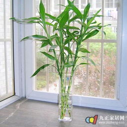 1. 兰花——以香气增辉，以灵气护宅