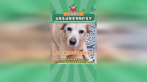 四、 食物联想舌尖上的起名灵感