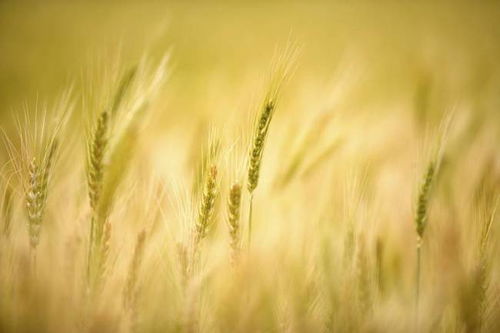 c) 生肖星座融合类（彰显个性并借助星座吉祥）