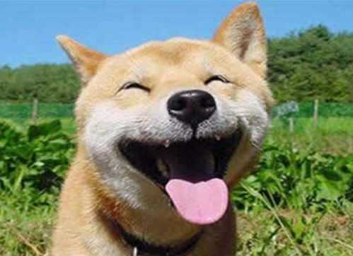 先说说属狗的特点吧