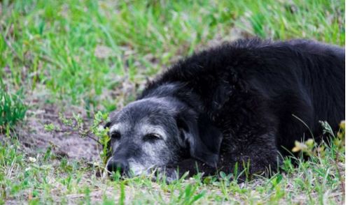 有没有什么好听的两个字可依给黑狗取名字，既顺口又好听呢？