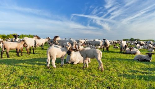 2026年属羊运势整体走向如何？详细解析大全包括哪些方面？