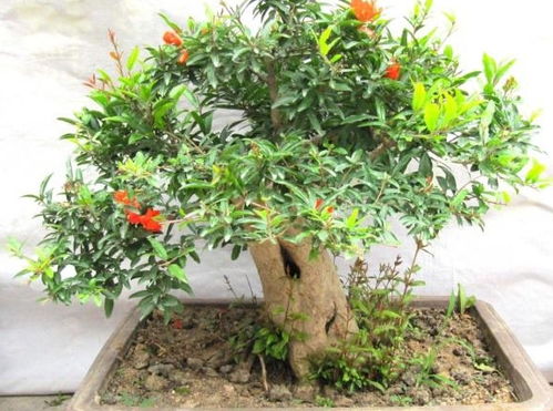 哪种客厅盆景吉祥富贵旺宅，好养易长，美过君子兰？