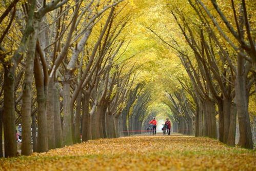 江苏邳州银杏时光隧道（坑爹版）