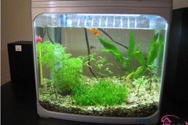 家里养鱼有哪些风水禁忌和吉凶需要注意？