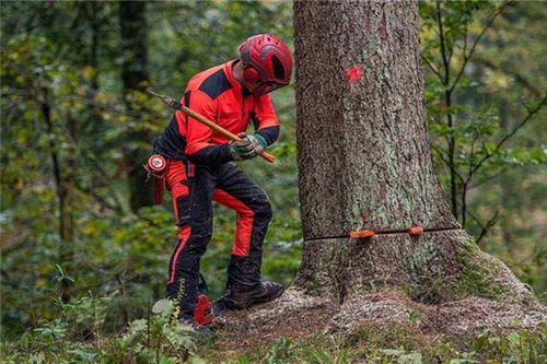 梦见别人砍树是什么预兆或象征？
