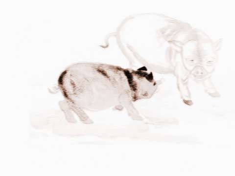 1971年属猪的正月出生者，他们的命运心声究竟是怎样的？