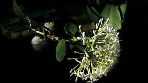 哪个星座的人不争抢，生活中淡泊，遇事喜欢顺其自然？