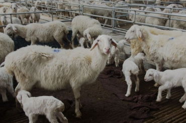 属羊男和属牛女结婚会怎样？他们的婚姻匹配度如何？