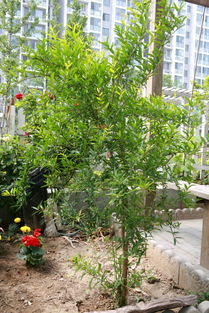 山楂树：生机勃勃之象征