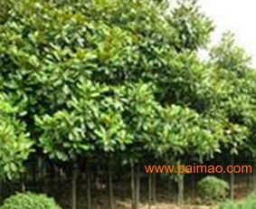 桂树：招财猫转世