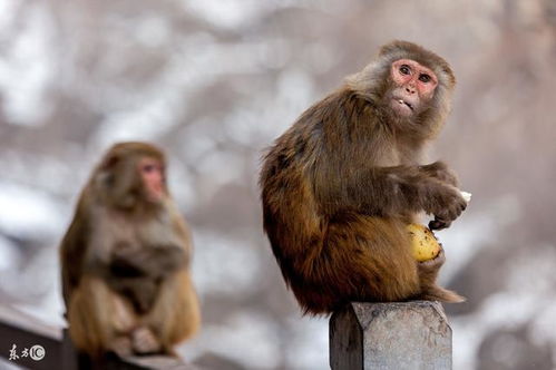 属猴人在2026年会遇到哪位贵人，何时迎来运势大转变？