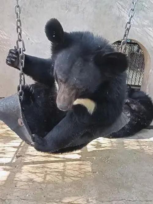 不祥的预兆
