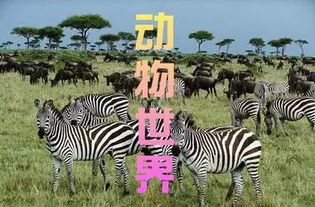 将高歌一曲的生肖动物是什么，一曲东方红打出的生肖是什么意思？