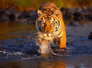 十二生肖排序依据是什么？虎与哪些属相不适宜搭配？