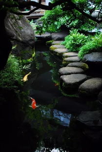 风水布局：调和阴阳平衡的关键