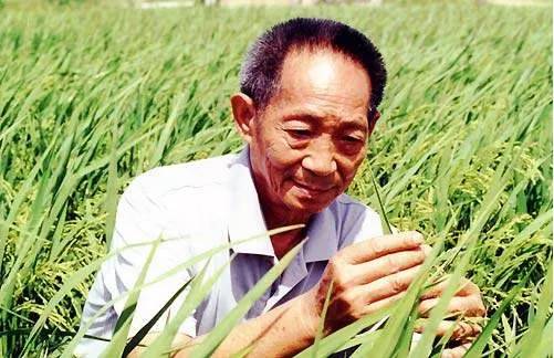 异象再现：稻苗间的神秘召唤