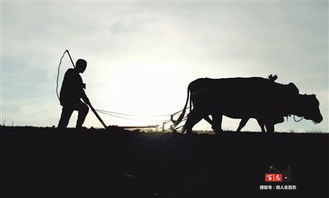 面朝黄土出山村和面朝黄土背朝天分别暗示哪两个生肖？