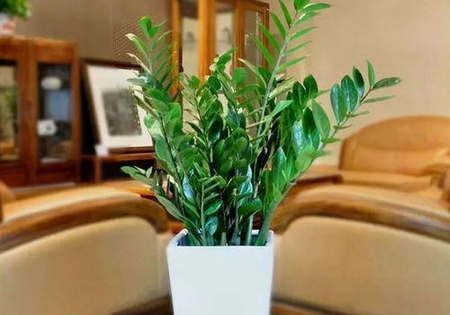 家里养什么盆栽嫩带来好运，净化空气又讨喜呢？