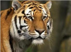 属虎女孩起名用艺字合适吗？以浩字为属虎起名可以吗？