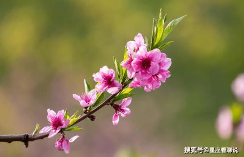 1.1 官杀见桃花之象征意义