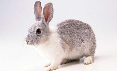 一、  性格特质的二元对立与深层解析