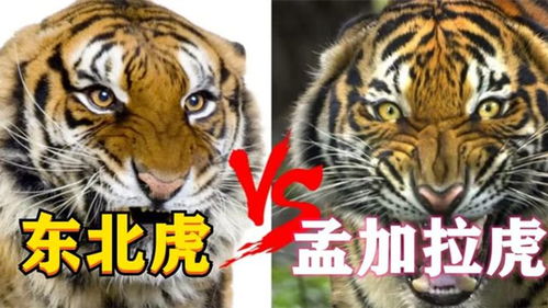 2026年出生的属虎男宝宝，有没有什么好名字推荐？