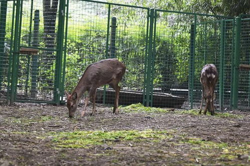 安徽特色动物园乱入指南：一场让你哭笑不得的奇葩之旅