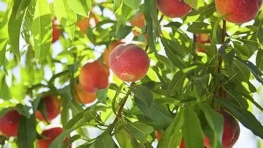 梦见树上的桃子不熟预示着什么含义？