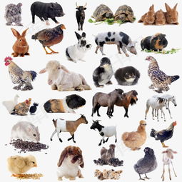 哪个生肖既奉公守法又偏爱乘船？