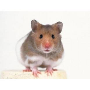 4.1 老鼠混同观念的历史渊源