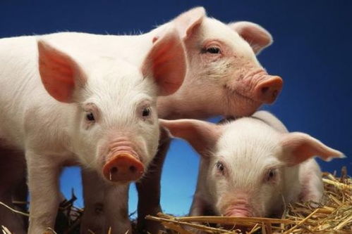 2026年属狗和属猪的人事业贵人是谁？