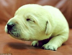 2026年狗宝宝取名大全里，有没有适合2026年狗宝宝的起名打分方法？