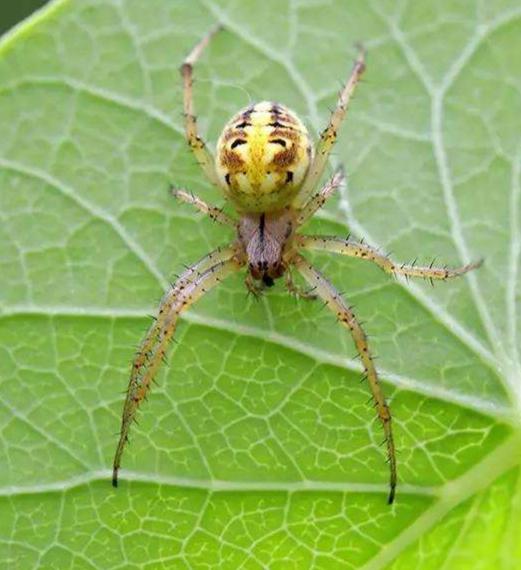 男主人可能面临情感危机