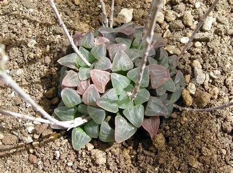 种植豆子与储藏豆子的梦境意象分析