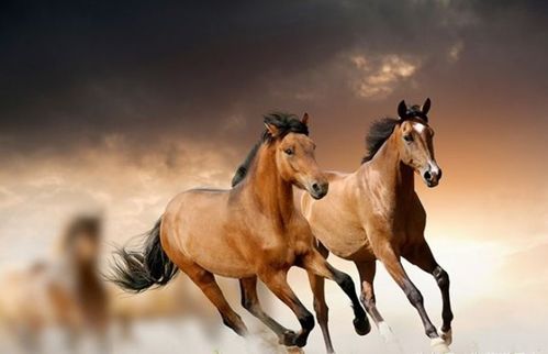 2026年属马的贵人送属马人的最佳礼物是什么？