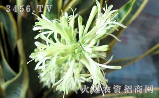 石菖蒲开花的象征和寓意是什么它的花语又代表着怎样的美好含义呢？