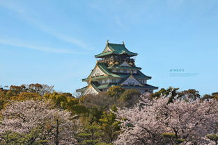 大阪城公园：樱花、历史…还有鸽子？！