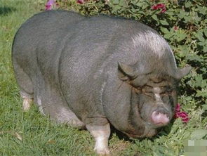 狗、 猪与龙：忠诚、贪吃与吉祥的终极隐喻